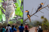 Birders Walk the Chirp in Manipal
