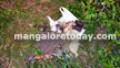 Missing girl Shwethas skeleton remains discovered near Surathkal