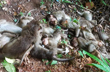 Sullia: Several monkeys found dead near Guttigaru