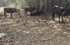19 cows rescued at Mulki; accused arrested