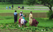 Paddy cultivation declines in Udupi district