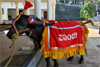 Nandalike Pandu, legendary Kambala buffalo, dies at 23