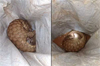 Udupi: Pangolin rescued from well in Hiriyadka