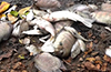 Massive Fish Kill in Phalguni River Triggers Outrage Near Mangaluru