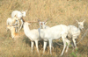 White blackbuck, blue bulls introduced at Pilikula Biological Park