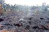 Puttur: Snapped power line sparks fire, destroys over 900 arecanut saplings