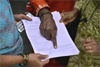 Karnataka SIR: Voters can now check online if their names are flagged under ASDDO