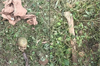 Belthangady: Human skeleton found in agricultural field in Nalkur village