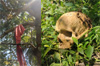 Mangaluru: Human skeleton found hanging from tree inside Akshaya Farm in Talapady