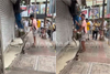 Mangaluru: Python found inside shop shutter in busy Car Street