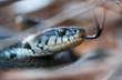 Passenger reports snake bite in train, thorough inspections confirm no snake presence