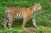 Tigress dies of injuries after fight with another tiger in Pilikula