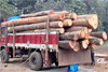 Belthangady: Two booked for illegal felling and transportation of timber
