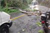 Tree fall on Charmadi Ghat Highway causes hour-long traffic disruption