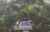 Udupi: Traffic hit as tree branch falls on road at Parkala
