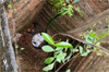 Udupi: Elderly couple rescued after accidentally falling into well in Kemmannu