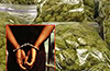 Mangaluru Police Arrest 11 Students, Seize 12 kg Cannabis