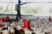 Bird fever in Kerala: DK on alert