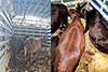 Kundapur: Four arrested for cattle smuggling near Tekkatte