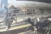 Attempt to steal cows from Kamalashile Temple goshala caught on CCTV camera