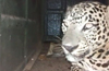 Kundapur : Leopard that caused panic finally trapped