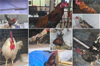 Moodbidri: Six held for illegal cockfighting; roosters, cash seized