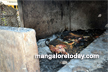 Shocking: Cowshed gutted in fire in Mangaluru; 5 cattle burnt alive