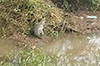 Uppinangady: Crocodile Spotted in Nethravathi River, Residents Alarmed