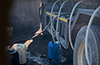 Four Arrested for Allegedly Siphoning Diesel from Tanker Near Surathkal