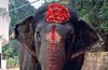 Udupi: 62-year-old temple elephant dies