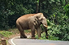 Wild Elephant Causes Hour-Long Traffic Jam on Charmadi Ghat Road