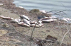 Fish found dead in rivulet in Belthangady