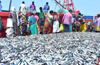 Fishing ban in coastal districts from June 1
