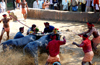 Buffalo Bulls are not anatomically designed to run: High Court on Kambala