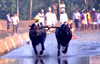 Netravathi-Phalguni Jodukere Kambala kicks off at Pilikula
