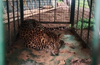 Leopard caught in snare rescued near Moodabidri