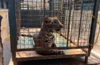 Mangaluru: Leopard rescued from well, released into forest