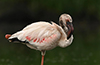 Rare Lesser Flamingo Spotted in Udupi for the First Time