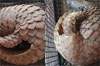 Belthangady: Rare pangolin spotted in Balanja village