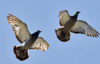 Pigeons to show their flying prowess over Mangalore skies