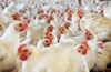 Covid-19 scare leaves poultry industry vulnerable