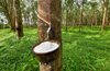 Campco urges Karnataka to introduce minimum support price for rubber growers