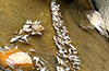 Thousands of Fish Found Dead in Protected Matsyatirtha Zone Near Shishila