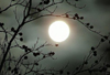 See Supermoon of the century tonight, 1 AM May 6