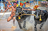 New Speed Record Set at Mangaluru Kambala, Surpassing Srinivasa Gowda’s Feat