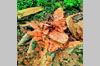 Karkala: Attempt to illegally transport trees worth over Rs 10 lakh foiled