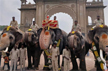 Dasara jumbo Abhimanyu welcomed with Mysuru Peta