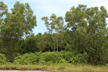 Acacia Trees destroying the balanced ecology of DK, Udupi districts and the Western Ghats