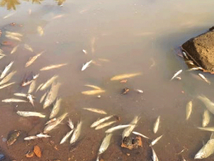 Mangalore Today | Latest main news of mangalore, udupi - Page