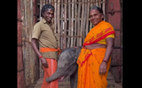 The Elephant Whisperers� couple are foster parents to another orphaned baby elephant, Watch